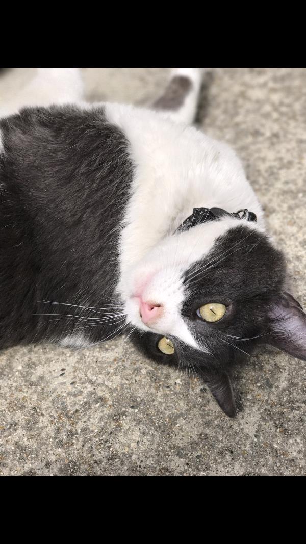 /Images/uploads/Humane Society of Utah/HSU2018/entries/4524thumb.jpg